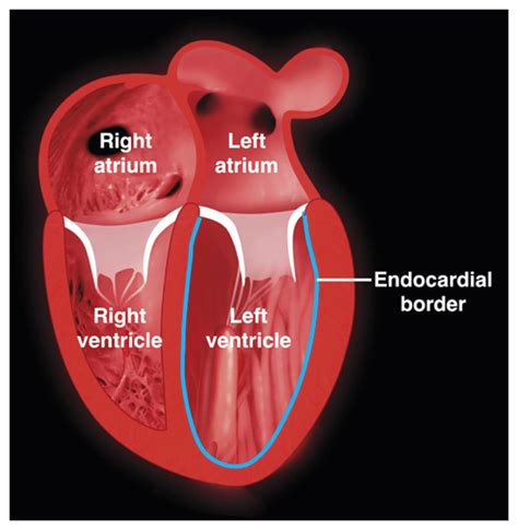 heart lv|what is heart lv function.